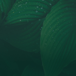 Nature Longevity Technology: Biohacking mit unseren Produkten