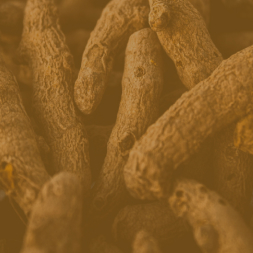 Gesundheit: Alles über die Gesundheit mit unseren Wirkstoffen